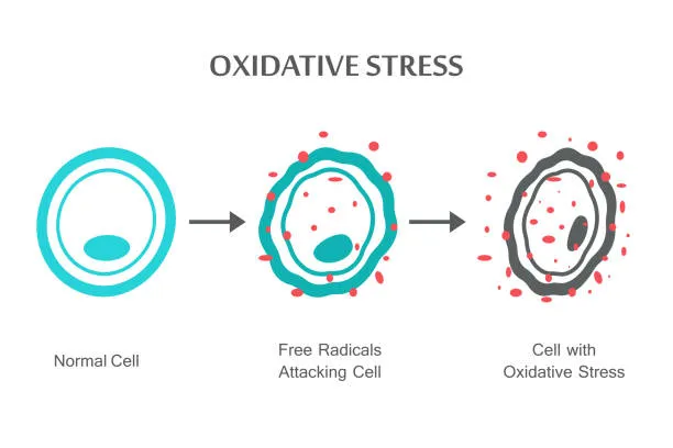 oxidative stress oxidative stress