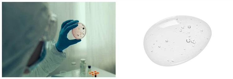 Observe bacteria Observe bacteria