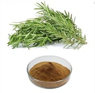 Extrato de alecrim em pó