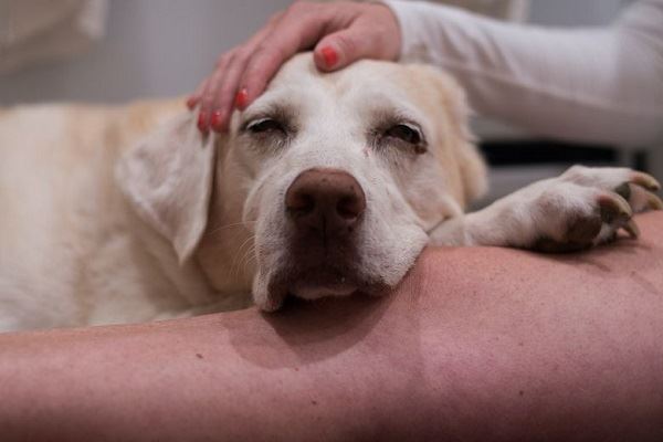 O MCT é bom para a epilepsia canina？