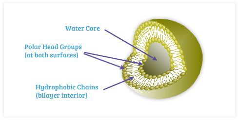 O que é uma vitamina C liposomal?