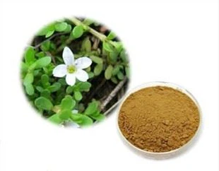 Bacopa Monnieri Extrato em Pó